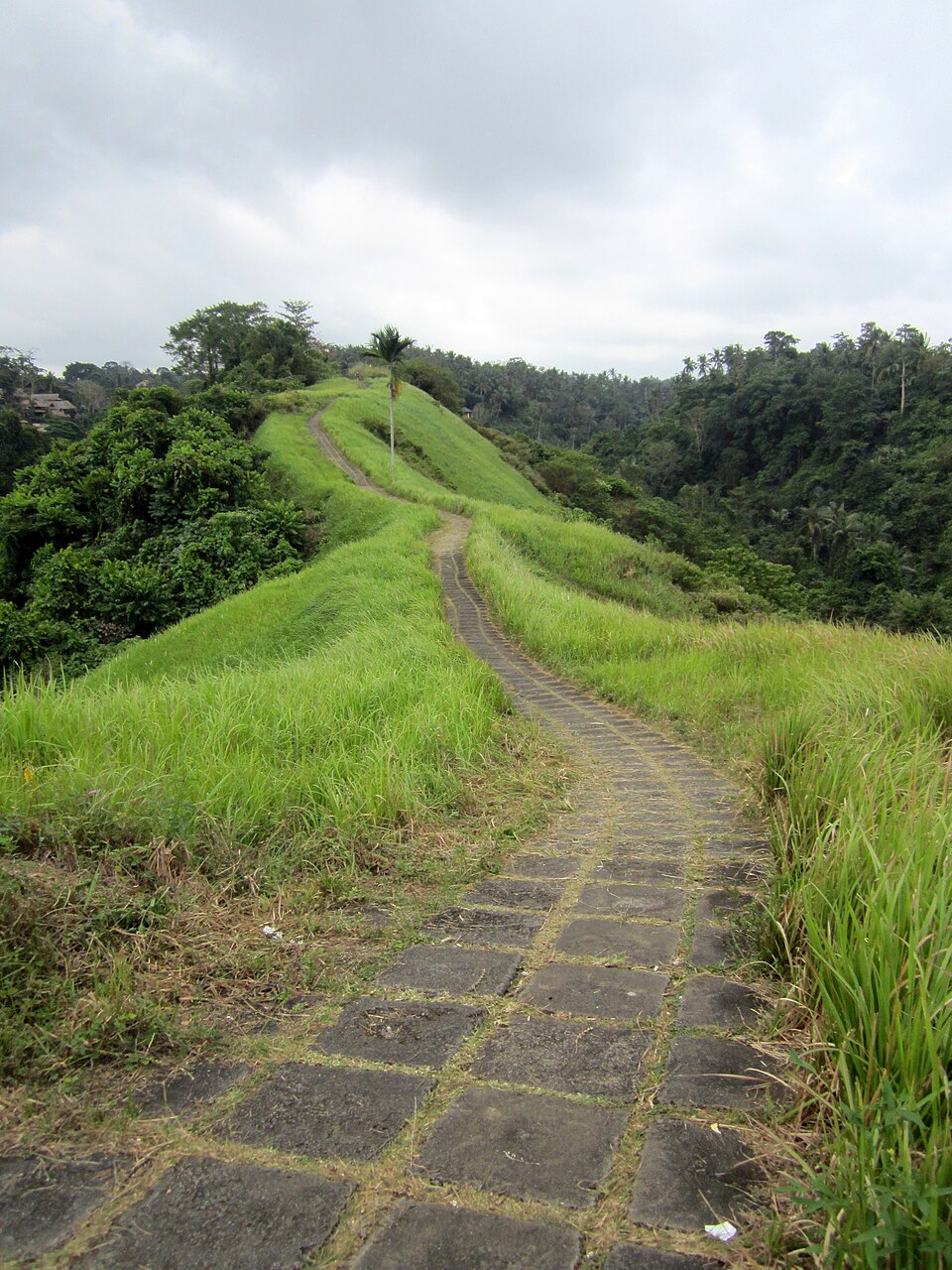 Campuhan Ridge Walk