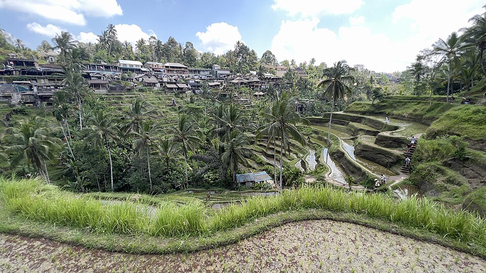 Tegallalang Rice Terrace