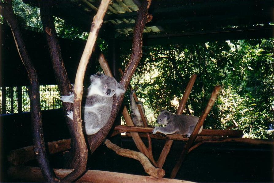 Lone Pine Koala Sanctuary