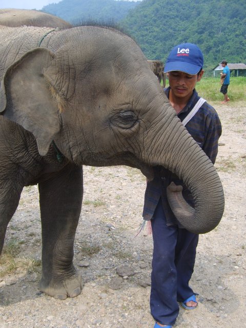 Elephant Nature Park