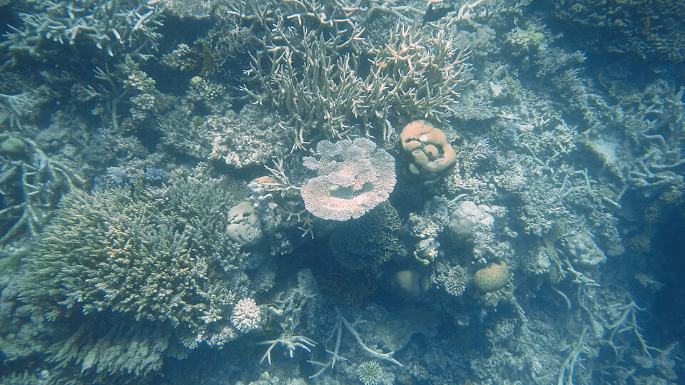 Outer reef from Port Douglas: Agincourt
