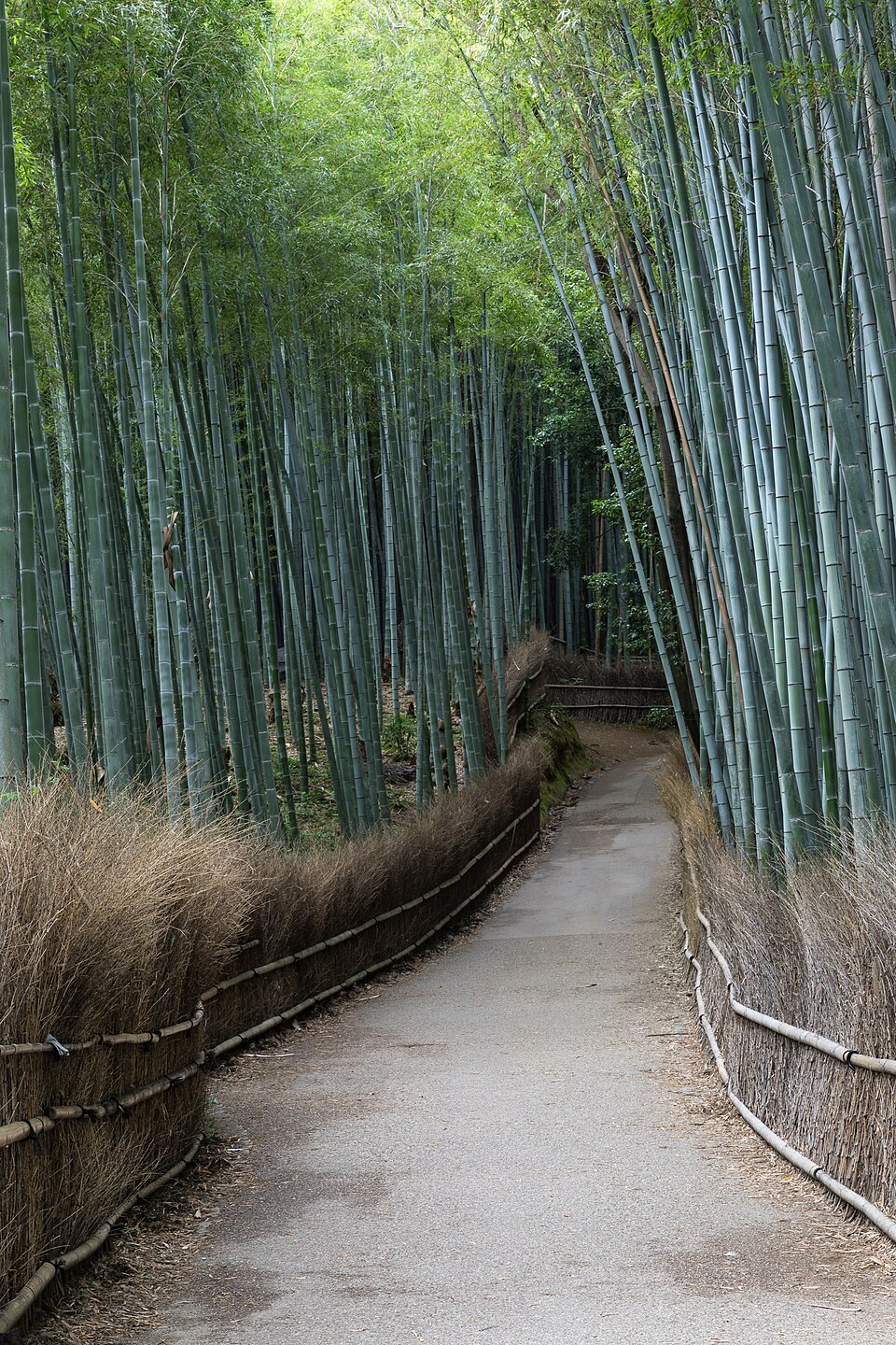 Arashiyama and the bamboo grove