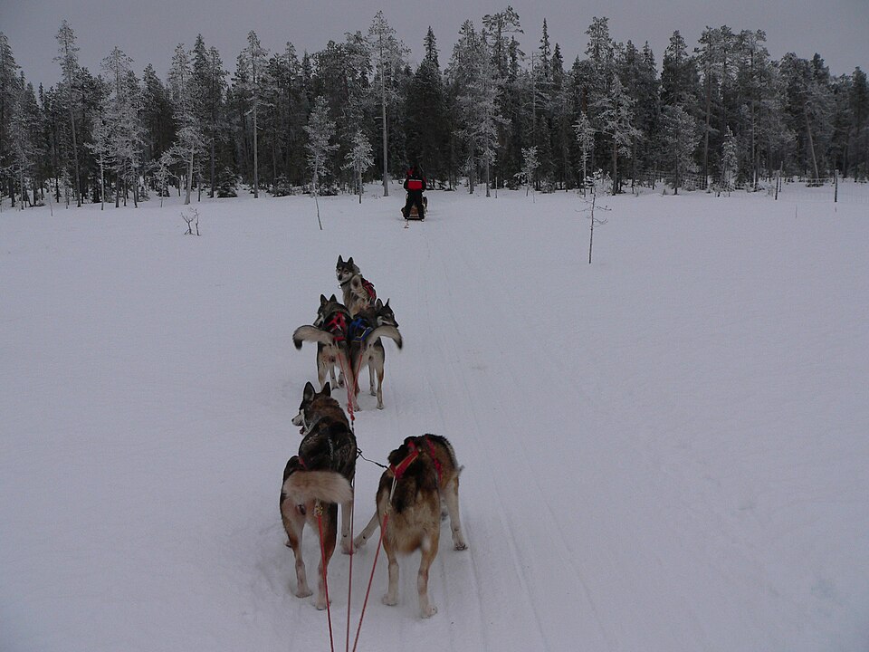 Husky sledding