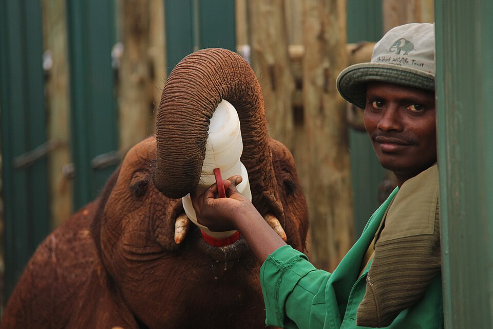 Sheldrick Elephant Orphanage
