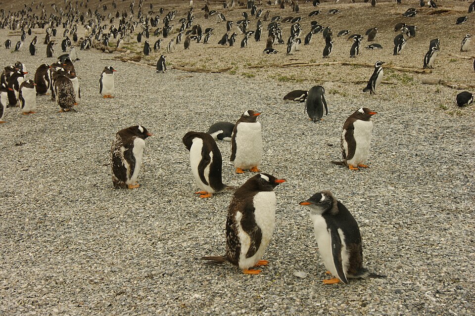 Penguins on Isla Martillo