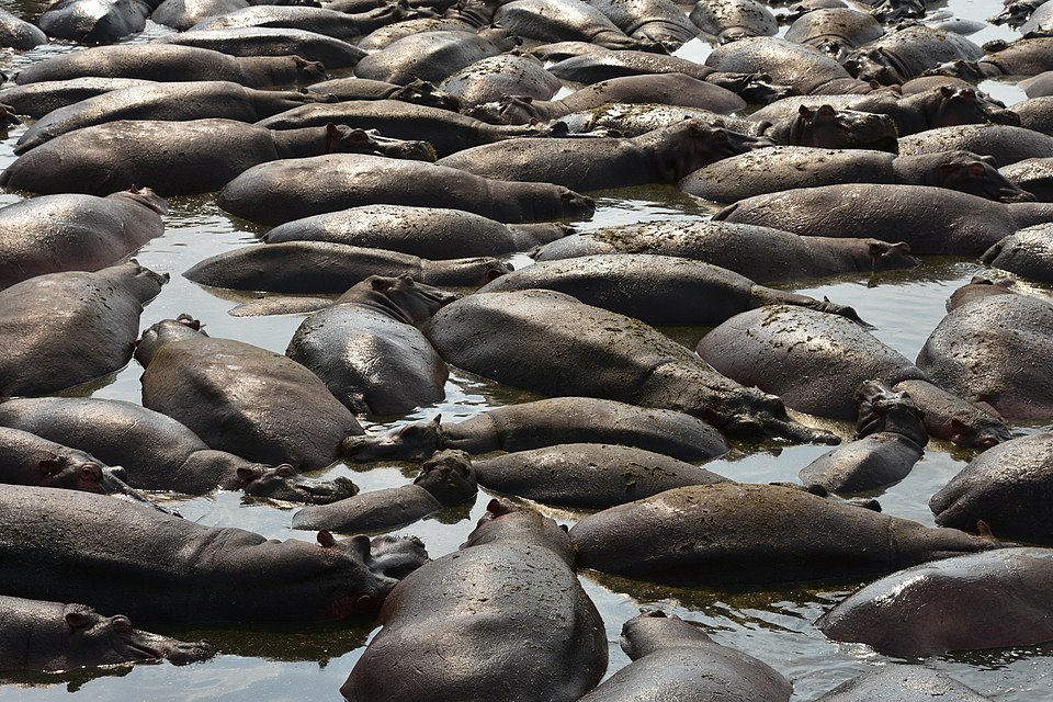 Retima Hippo Pool