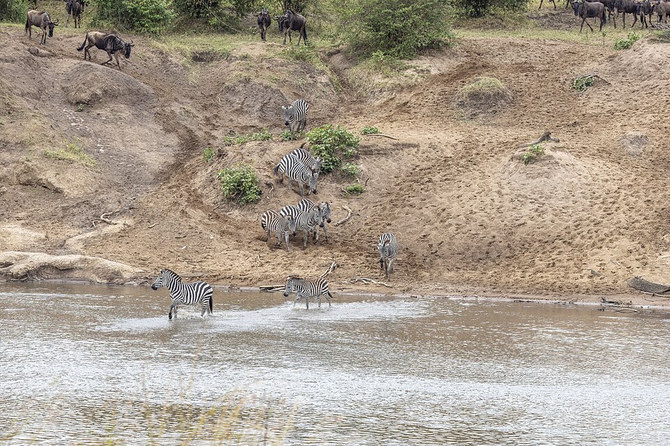 The Great Migration