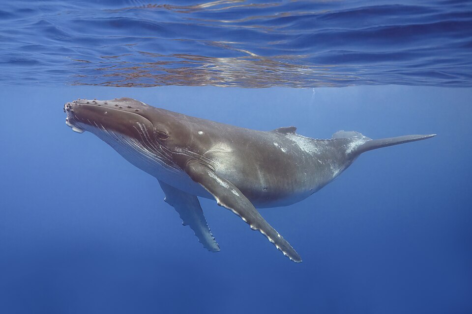 Whales in the fjords